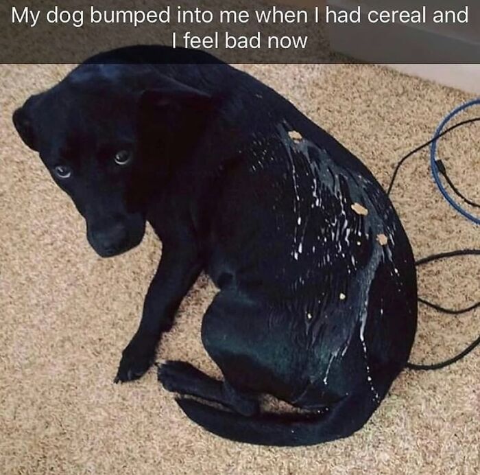 Black dog with cereal on its back, a relatable dog meme showing the cuteness and chaos of having a dog.