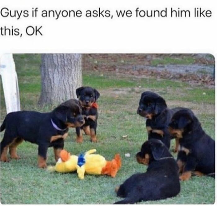 Puppies gathered around a toy in a funny dog meme, showcasing the cuteness and chaos of having a dog.