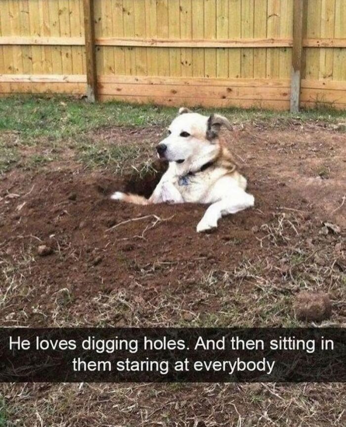 A white and brown dog sitting in a freshly dug hole as part of funny dog memes