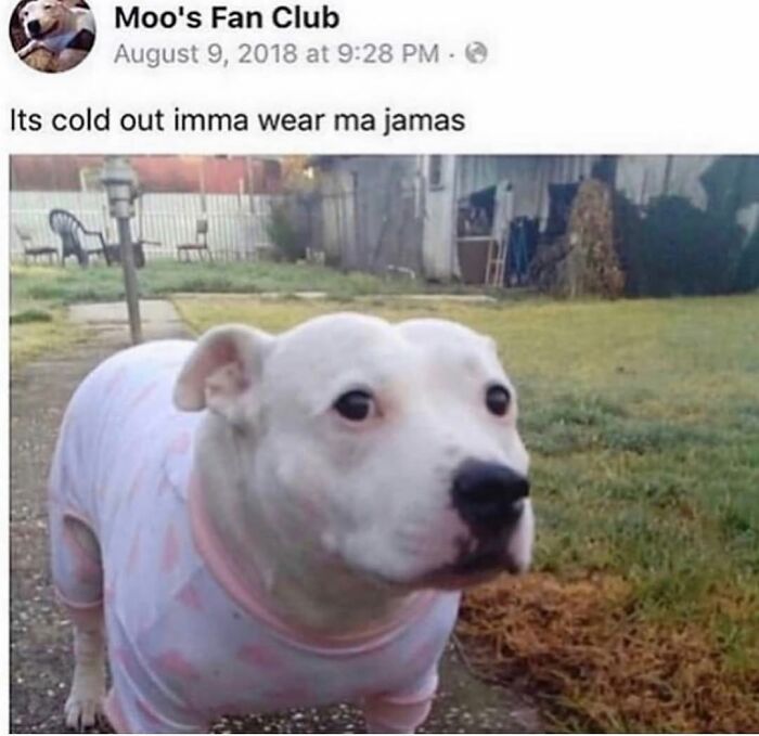 A white dog in pajamas, a sweet dog meme reflecting the cuteness and chaos of having a dog.