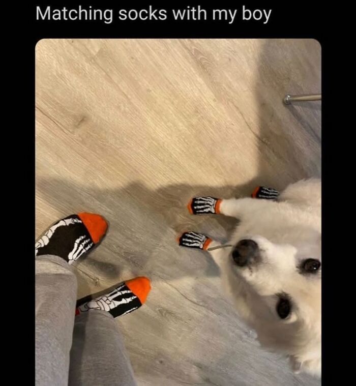 Matching socks with my boy, a cute dog meme capturing the cuteness and chaos of having a dog.