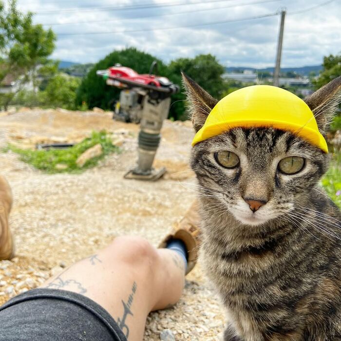 Cat wearing a yellow construction helmet with owner's leg in background, ready for new adventures.