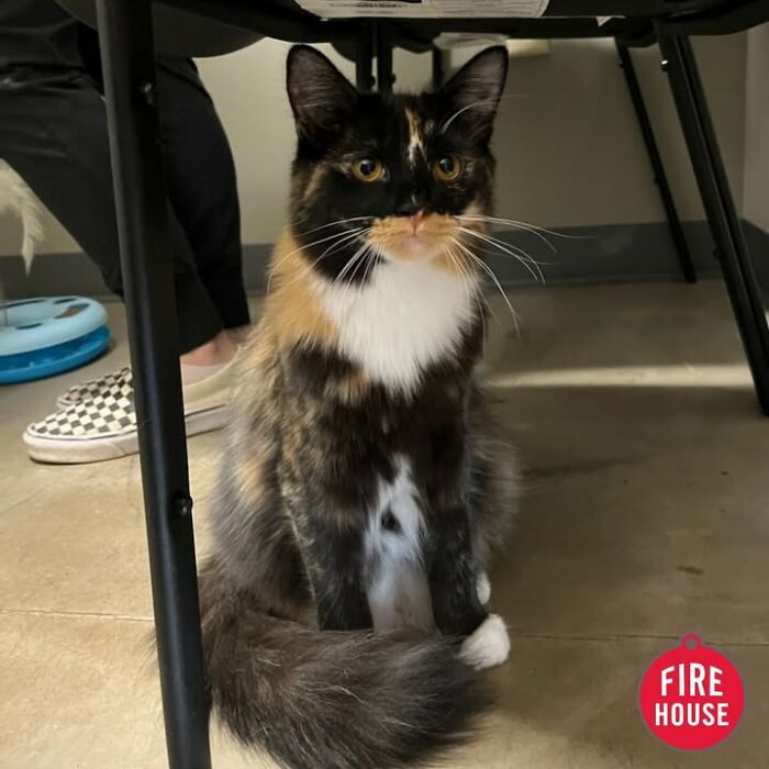 A tortoiseshell cat hides under a chair, displaying funny reactions during vet appointments.