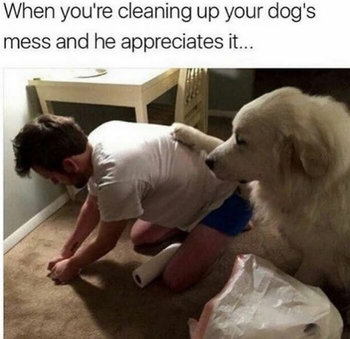 A heartwarming dog meme of a large white dog nuzzling a man cleaning, showing the bond and cuteness of a dog.