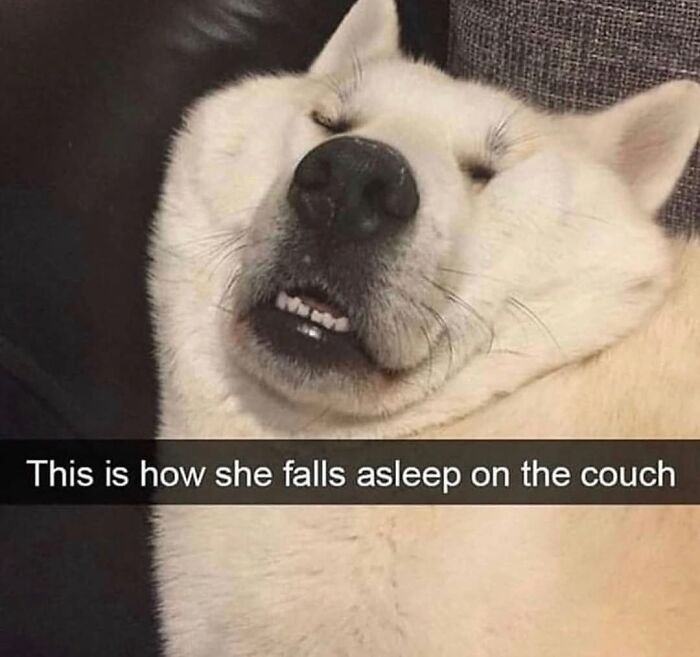 A hilarious dog meme of a white dog sleeping deeply on a couch with its teeth showing, capturing the chaos of a dog.