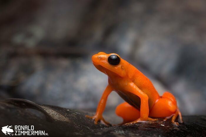 Golden Mantella