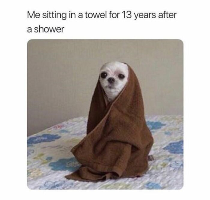 A small chihuahua wrapped in a brown towel, representing funny dog memes