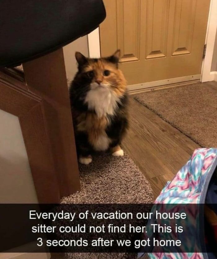 A sad-looking calico cat sitting on a rug near a doorway. Funniest cat memes.