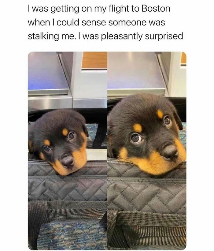 A touching dog meme with a small Rottweiler puppy peeking from a carrier at an airport, showcasing the cuteness of a dog.