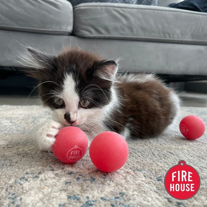 A tiny black and white kitten plays with red balls, showing funny reactions during vet appointments.