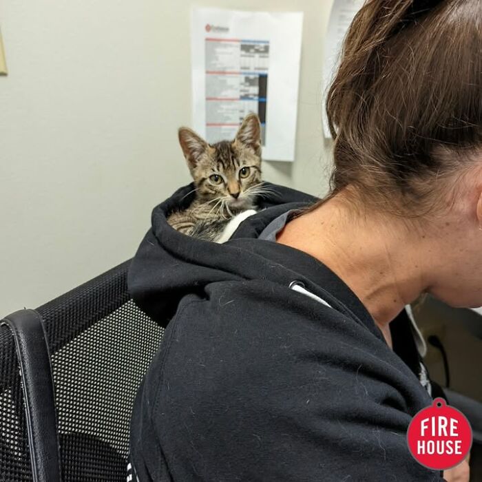 A small tabby kitten peeking out from the hood of a person's sweatshirt at a vet clinic appointment.