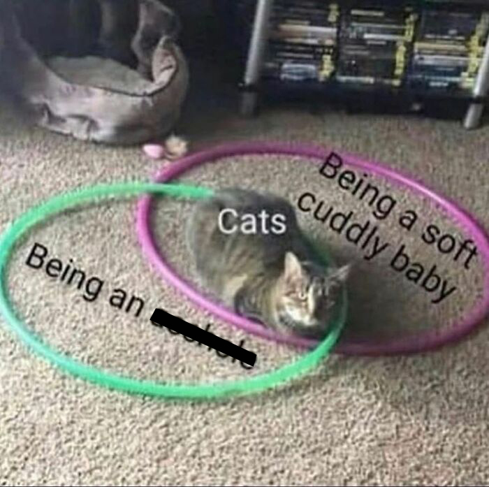 A funny cat meme showing a Venn diagram where a cat is at the intersection of being a soft cuddly baby and something else.