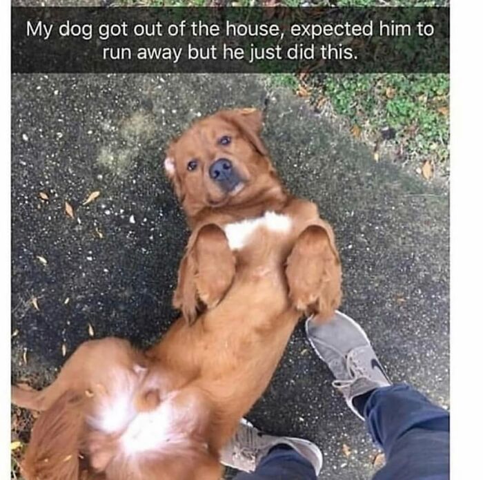 A cute dog meme shows a golden retriever lying on its back, inviting belly rubs, highlighting the cuteness of a dog.