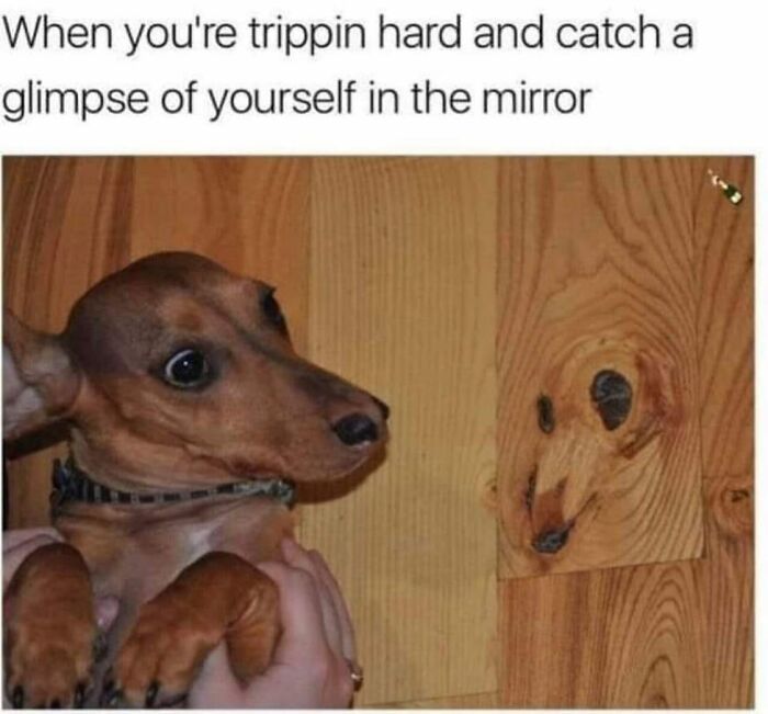A shocked dachshund looking at a wood knot that resembles its face in funny dog memes