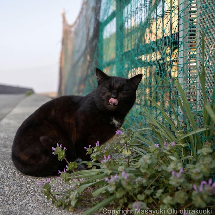 A black cat with a white patch licks its nose while sitting amongst small purple flowers by a green fence in a street photo.