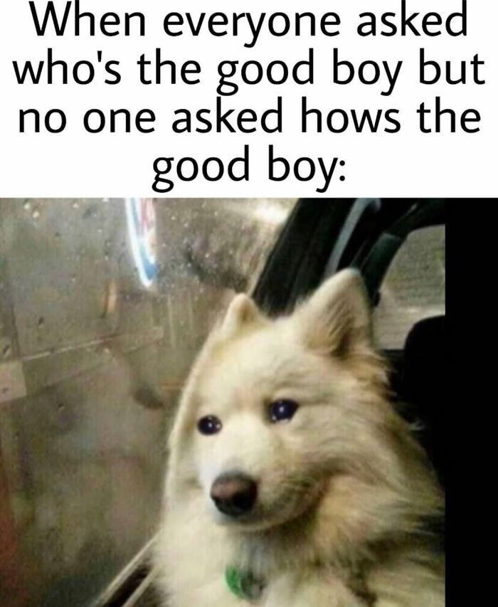Sad dog looking out of a car window, highlighting funny dog memes