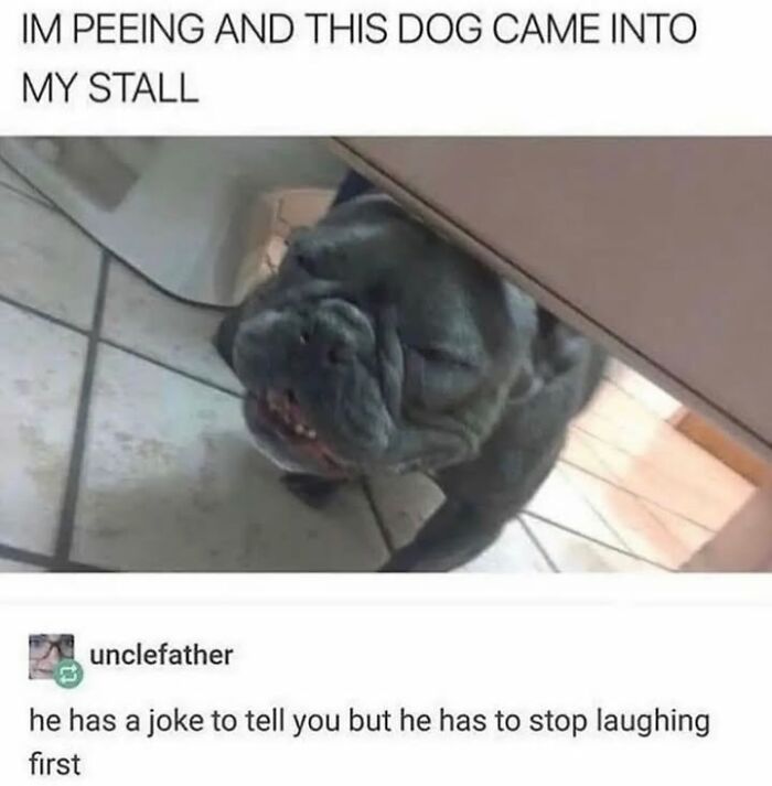 A funny dog meme featuring a wrinkled dog peering under a stall door, capturing the chaos of having a dog.