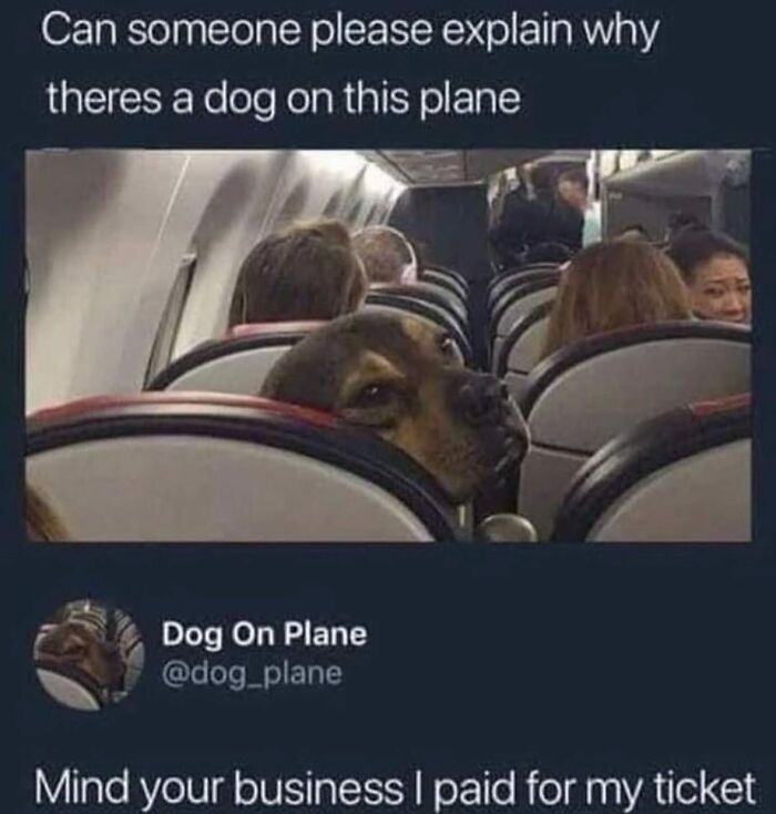 Funny dog memes showing a dog sitting in an airplane seat looking back