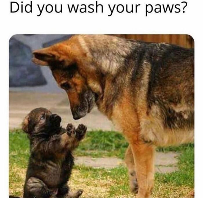 A large German Shepherd looking down at a cute puppy with a caption about washing paws, showcasing dog memes.