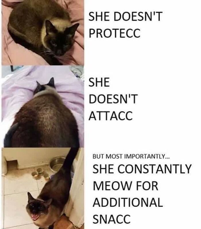 A funny cat meme about a Siamese cat that doesn't protecc, doesn't attac, but constantly meows for snacc.