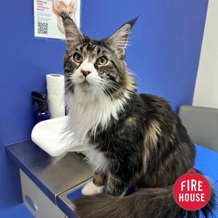 A fluffy, long-haired cat with striking fur patterns sitting calmly during a vet clinic appointment.