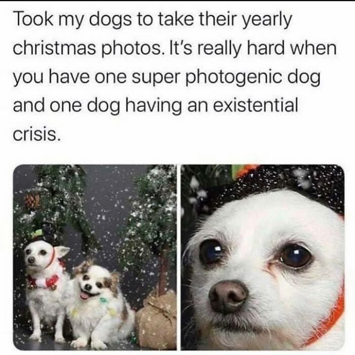 Dog memes of two dogs dressed for Christmas, one happy and one looking thoughtful.