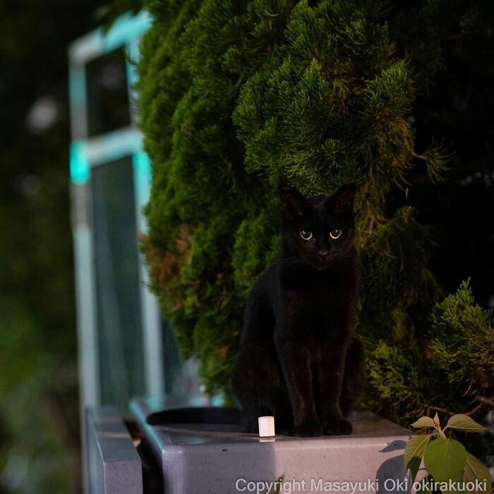 A black cat with bright eyes sits on a ledge at night, surrounded by dark green foliage, in a street photo by Masayuki Oki.
