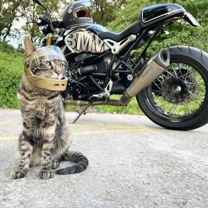 Owner bringing his cat everywhere, with the cat wearing a tiny helmet, sitting in front of a motorcycle.