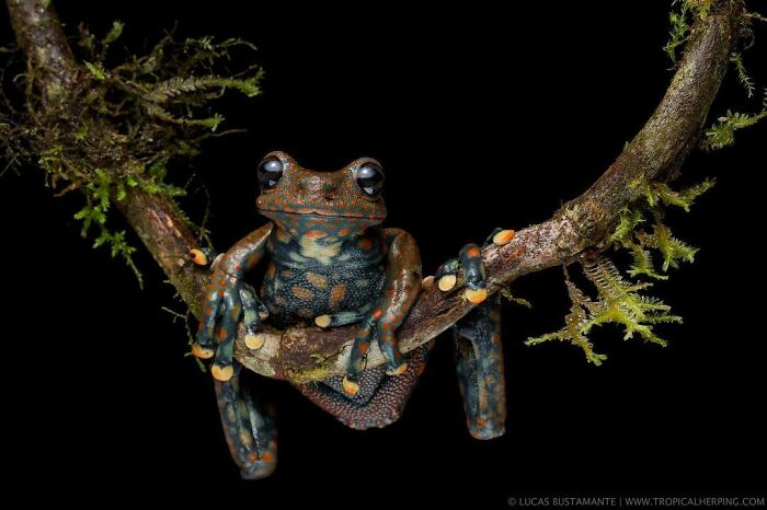 Spotted Torrent Frog