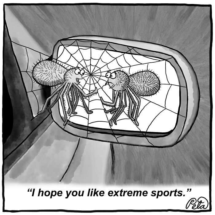 Comic of two spiders in a web with a caption about liking extreme sports