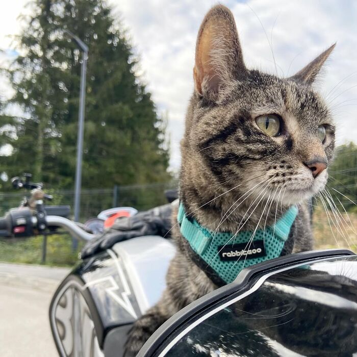 Owner bringing his cat everywhere, with the cat wearing a harness and sitting on a motorcycle fuel tank.