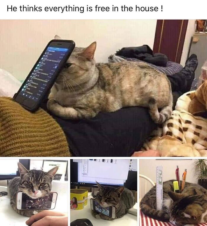 A funny cat meme compilation showing cats resting with phones, one even using a phone as a pillow.