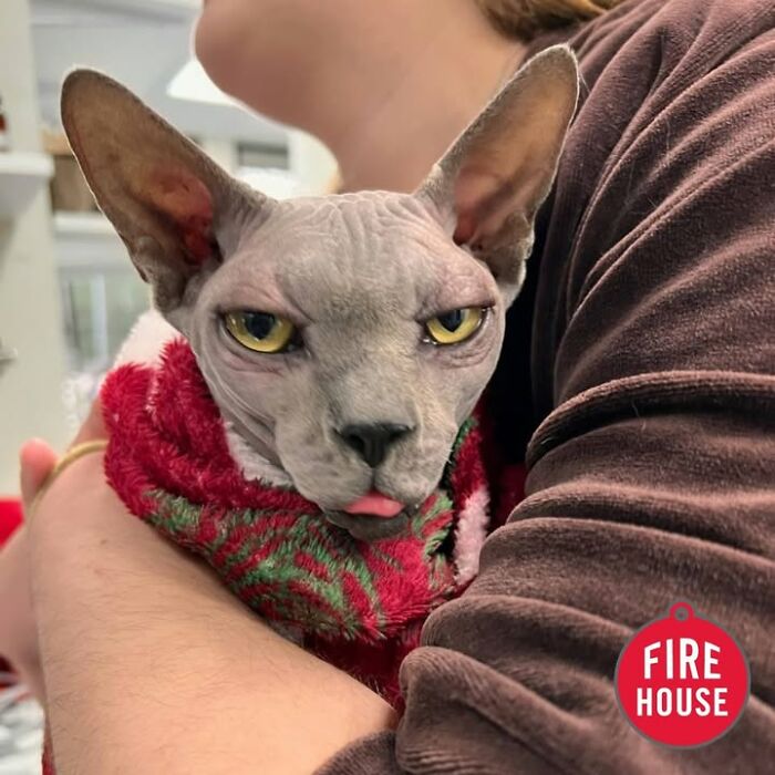 A grumpy-looking Sphynx cat wrapped in a red blanket at a vet clinic appointment.
