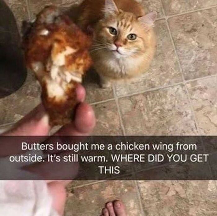 A funny cat meme: an orange cat looks up at a person holding a chicken wing, questioning its origin.