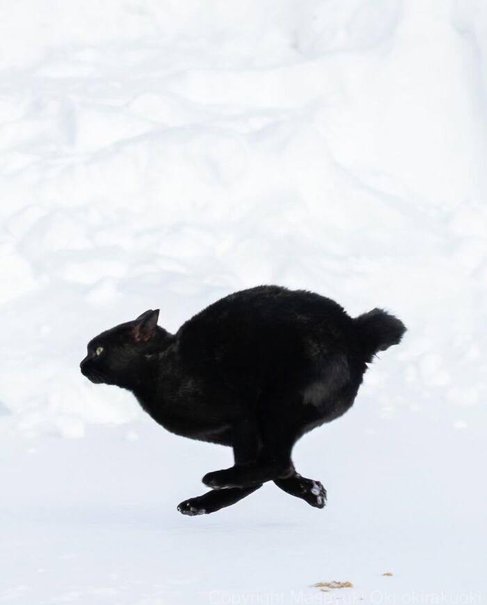A black cat runs across a snowy landscape, expertly captured by street photographer Masayuki Oki.