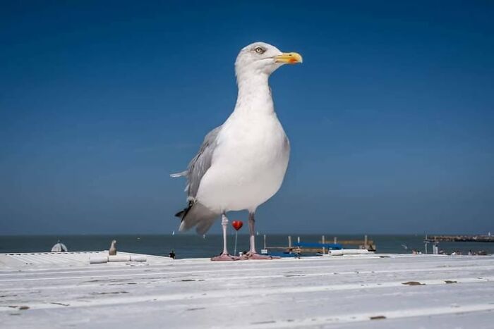 Jeffrey De Keyser's street photography features a large seagull standing on a white surface with the ocean in the background.