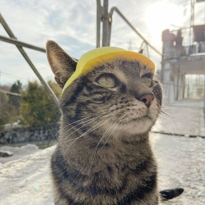 Cat wearing a yellow hard hat, ready for a new adventure, demonstrating the owner brings his cat everywhere.