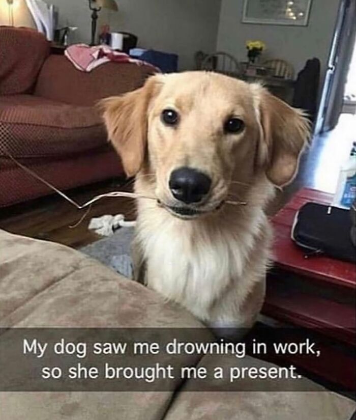A golden retriever dog meme holding a stick in its mouth, offering a present to its owner.