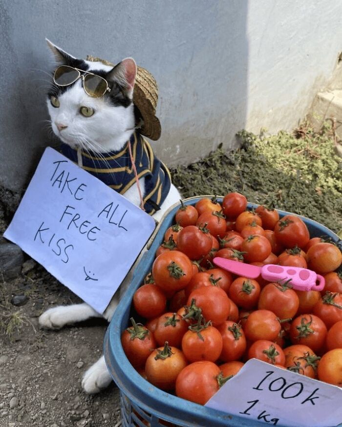 A cat wearing sunglasses and a hat sells tomatoes with a sign offering free kisses, a hilarious cat at work.