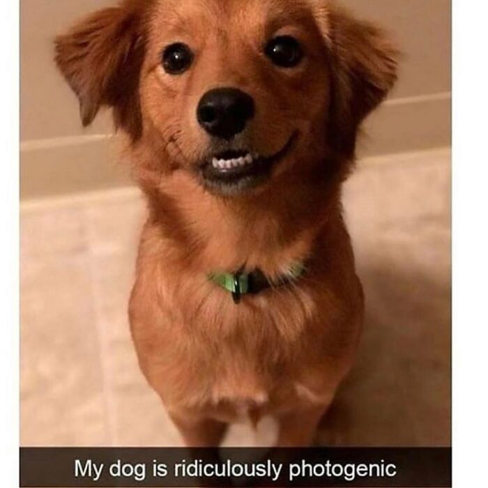 A happy dog meme with a wide grin, showing its teeth, captioned My dog is ridiculously photogenic.