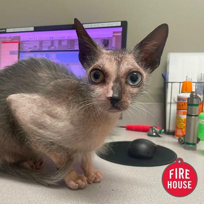 A unique cat with large ears and mismatched eyes looks curiously at a vet clinic appointment.