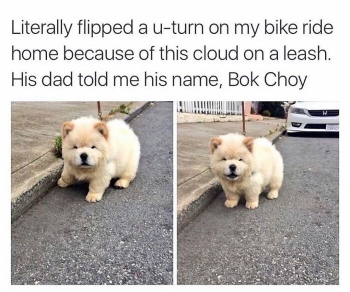 A fluffy white chow chow puppy, named Bok Choy, on a leash on a sidewalk. These dog memes highlight its cuteness.