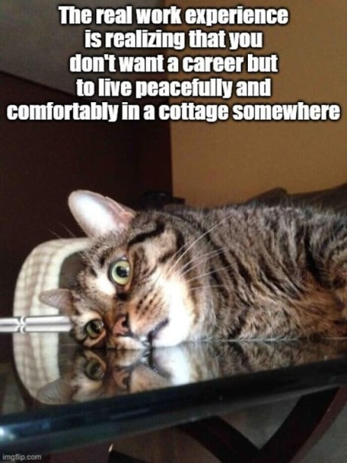 A relatable meme for adults featuring a cat with the text about not wanting a career but a peaceful life.