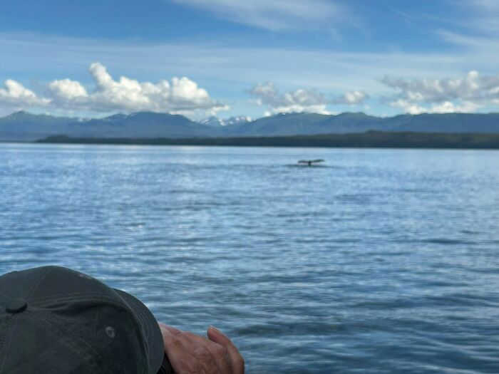 Wildlife photo of whale tail in ocean with person observing from boat