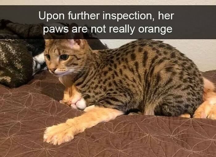 A funny cat meme: a spotted cat lies on a bed with an orange cat beneath its paw.