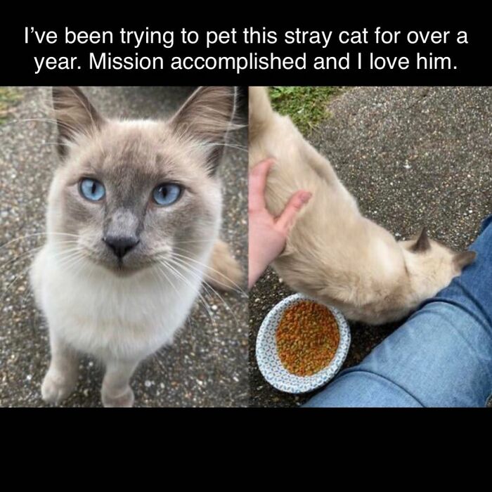A funny cat meme featuring a fluffy cat with blue eyes getting petted, with a bowl of food nearby.