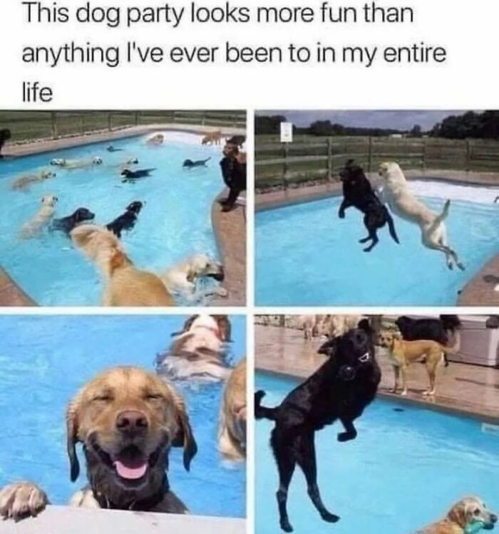 Funny dog memes with dogs having a party in a swimming pool