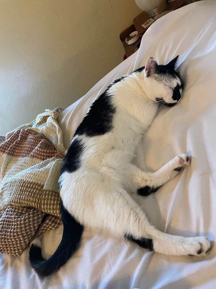 A black and white cat sleeping in a strange position, making you look twice.