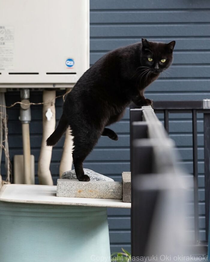 A black cat balancing on a railing on a balcony, looking directly at the camera, a street photo by Masayuki Oki.