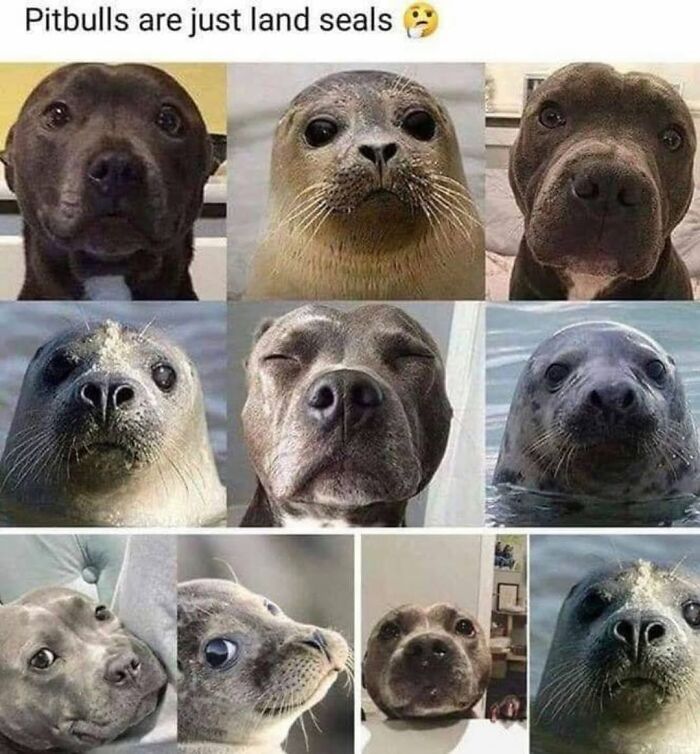 Relatable dog memes comparing pitbulls to land seals